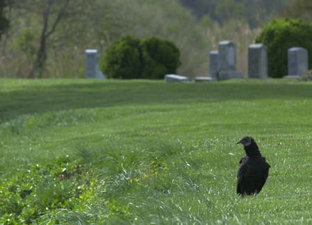 black big bird ox graveyard