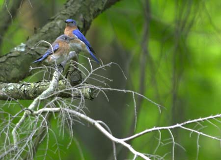 bluebirds two on hemlock branch cu