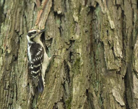 downey woodpecker-01