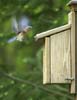 bluebird female fluttering at birdhouse