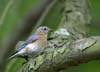 bluebird female with grub-2