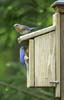 bluebirds two on birdhouse vt-2