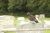 buzzard kellers church graveyard-12