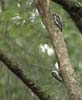 downey woodpecker-11