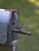 wren on mailbox nest-2
