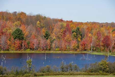 tioga fall foliage_0187