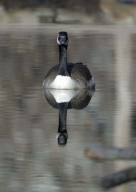 goose-reflection