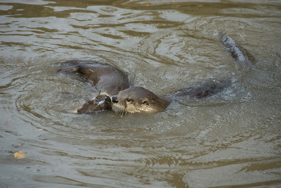 otters-brookgreen plantation-14