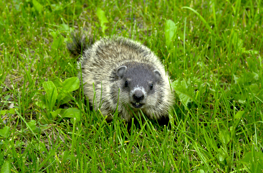 woodchuck baby2