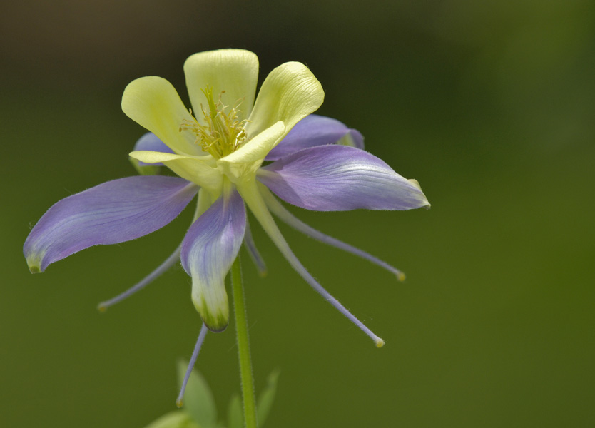 yellow flower-2