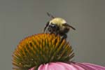 bee on flowers-07