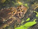 frogs mating-2