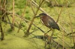 mag plant charles tue-143-little green heron