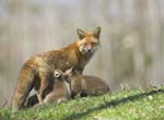 red fox and cubs lennie moore-219