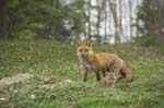 red fox and cubs lennie moore-31