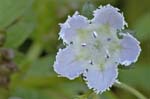 white flower macro