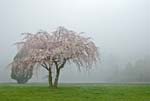 white tree blossums fog lake nock-1