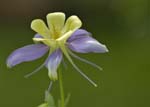 yellow flower-2