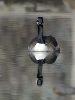 goose reflection vt