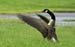 canadian goose streching wings forward