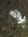 charleston-106-egret