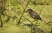 charleston-143-little green heron