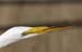 great white heron ecu