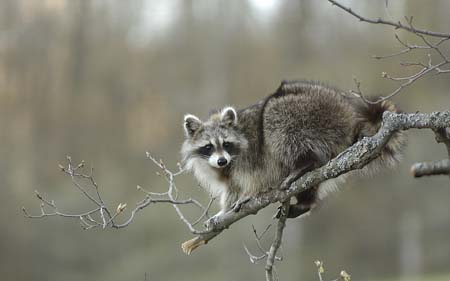 raccoon in maple tree-05