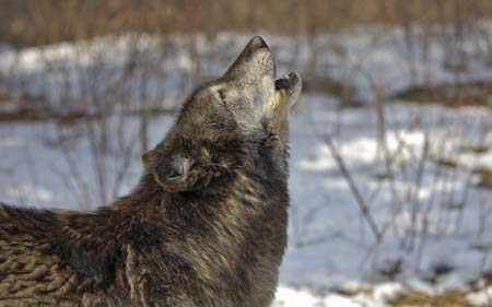 wolf howling-1