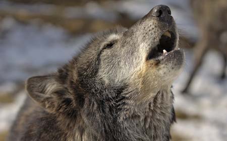 wolf howling-2